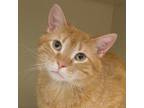 Adopt Dutch a Orange or Red Domestic Shorthair / Domestic Shorthair / Mixed cat