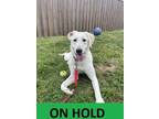 Adopt Maxine A White Labrador Retriever / Mixed Dog In Eugene, OR (34734556)