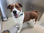 Adopt ROBERTA a Brown/Chocolate - with White Collie / Mixed dog in Denver