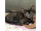 Adopt Onyx a All Black Domestic Shorthair / Mixed cat in Wainscott