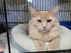 Adopt BUTTERBALL a Orange or Red (Mostly) Domestic Mediumhair (medium coat) cat