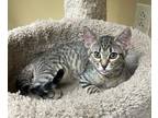 Adopt Lovebug a Domestic Shorthair / Mixed (short coat) cat in Lawrenceville