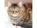Adopt Furry Purry a Brown or Chocolate Domestic Longhair / Domestic Shorthair /