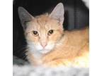 Adopt Beanie a Orange or Red Domestic Shorthair / Domestic Shorthair / Mixed cat