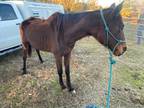 Adopt DOLLY a Bay Other/Unknown / Quarterhorse / Mixed horse in Ocala
