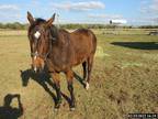 Adopt MAUREEN'S STAR a Bay Thoroughbred / Mixed horse in Ocala, FL (34733955)
