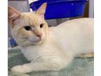 Adopt Fargo a Cream or Ivory (Mostly) Siamese (short coat) cat in Spring Valley