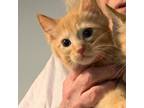 Adopt Simon a Orange or Red Domestic Shorthair / Mixed cat in New York