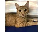 Adopt Mimosa a Tan or Fawn Tabby Domestic Shorthair / Mixed cat in New York
