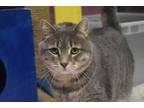 Adopt Smog a Gray or Blue Domestic Shorthair / Domestic Shorthair / Mixed cat in