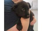 Adopt Tatiana a Black Mixed Breed (Large) / Mixed dog in Adrian, MI (34733764)