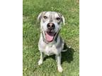 Adopt Apollo a Husky / Labrador Retriever / Mixed dog in Jasper, AL (34733800)