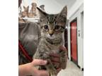 Adopt Mouse A Gray Or Blue Domestic Shorthair / Domestic Shorthair / Mixed Cat