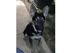 Adopt Ace A Black - With Tan, Yellow Or Fawn German Shepherd Dog / Mixed Dog In