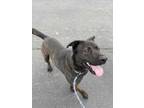 Adopt Pawdo O'Ward a Black Labrador Retriever / Mixed dog in Columbus