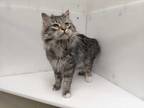 Adopt Pascal a Gray or Blue Domestic Mediumhair / Mixed cat in Boulder