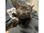 Adopt Puffin a All Black Domestic Shorthair / Mixed cat in Pittsburgh