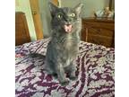 Adopt Indigo a Gray or Blue Russian Blue cat in Deltona, FL (34732187)