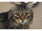 Adopt Hamish a Brown or Chocolate Domestic Longhair / Domestic Shorthair / Mixed