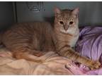 Adopt Sunshine a Orange or Red Domestic Shorthair / Mixed cat in Anoka