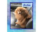 Adopt Archie a Red/Golden/Orange/Chestnut Pomeranian / Mixed dog in Fort Wayne