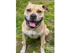 Adopt King a Pit Bull Terrier / Mixed dog in Baltimore, MD (34733166)