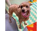 Adopt Ginger a Poodle (Miniature) / Mixed dog in Baltimore, MD (34733164)