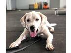 Adopt Leigh a White Labrador Retriever / Great Pyrenees dog in Mooresville