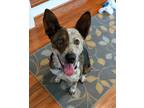 Adopt Shelby a Blue Heeler / Mixed Breed (Medium) dog in Denver, CO (34730154)