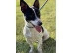 Adopt Chico A Black - With White Jack Russell Terrier Dog In Dickson