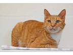 Adopt Pepperjack a Orange or Red Domestic Shorthair / Domestic Shorthair / Mixed