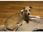 Adopt Buttercup a Tan/Yellow/Fawn - with White Pointer / Whippet / Mixed dog in