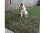 Adopt bandit a White - with Brown or Chocolate Akita / Mixed dog in The