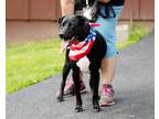 Adopt RYAN a Black Labrador Retriever / Mixed dog in West Chester, PA (34733066)
