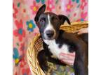 Adopt Loki a Black Shepherd (Unknown Type) / Mixed dog in Ann Arbor