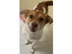 Adopt BeBe a White - with Red, Golden, Orange or Chestnut Jack Russell Terrier /