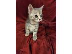Adopt Violet a Gray or Blue Domestic Shorthair / Domestic Shorthair / Mixed