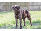 Adopt Solomita a Terrier (Unknown Type, Medium) / Mixed dog in Sebastian