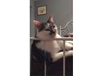 Adopt Sweet Pea a Calico or Dilute Calico American Shorthair / Mixed (short