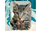 Adopt Ali a Domestic Shorthair / Mixed (short coat) cat in Fall River