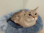 Adopt Hazel a Domestic Shorthair / Mixed (short coat) cat in Fall River