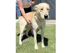 Adopt TIMON a Shepherd (Unknown Type) / Labrador Retriever / Mixed dog in