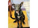 Adopt Sirius A Labrador Retriever / Belgian Malinois / Mixed Dog In Brownwood