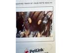 Adopt Seltzer a Mixed Breed (Medium) / Mixed dog in Park City, UT (34732518)