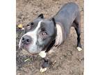 Adopt Roscoe a Black - with White Pit Bull Terrier / Mixed dog in Zuni
