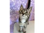Adopt Gigi a Brown Tabby Domestic Shorthair / Mixed cat in Anoka, MN (34727147)