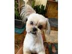 Adopt Berkeley a Brown/Chocolate - with White Shih Tzu dog in Cedartown