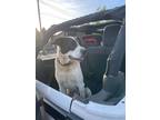 Adopt Jay Jay a White - with Black Boxer / English Pointer dog in Richmond