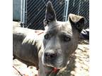 Adopt Sammy a Gray/Blue/Silver/Salt & Pepper American Pit Bull Terrier / Mixed