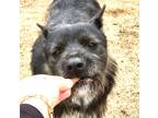 Adopt CHORIZO - Pending adoption jo a Terrier (Unknown Type